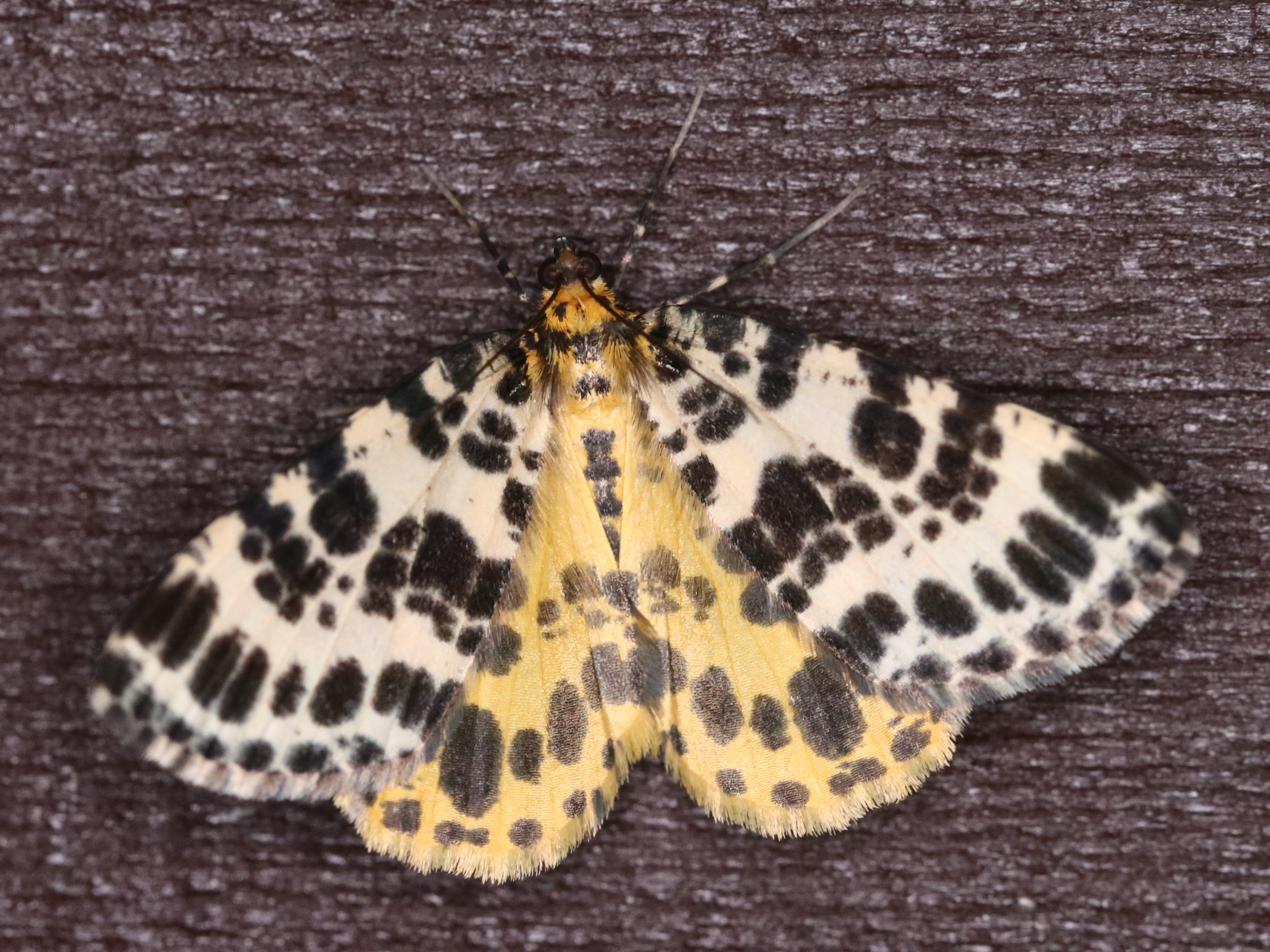 灯火に飛来したキシタエダシャク